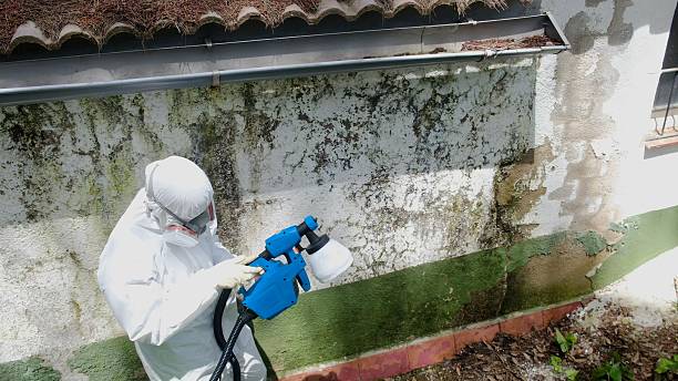 Top rated local Crawl Space Mold Remediation specialists in Springfield, MN